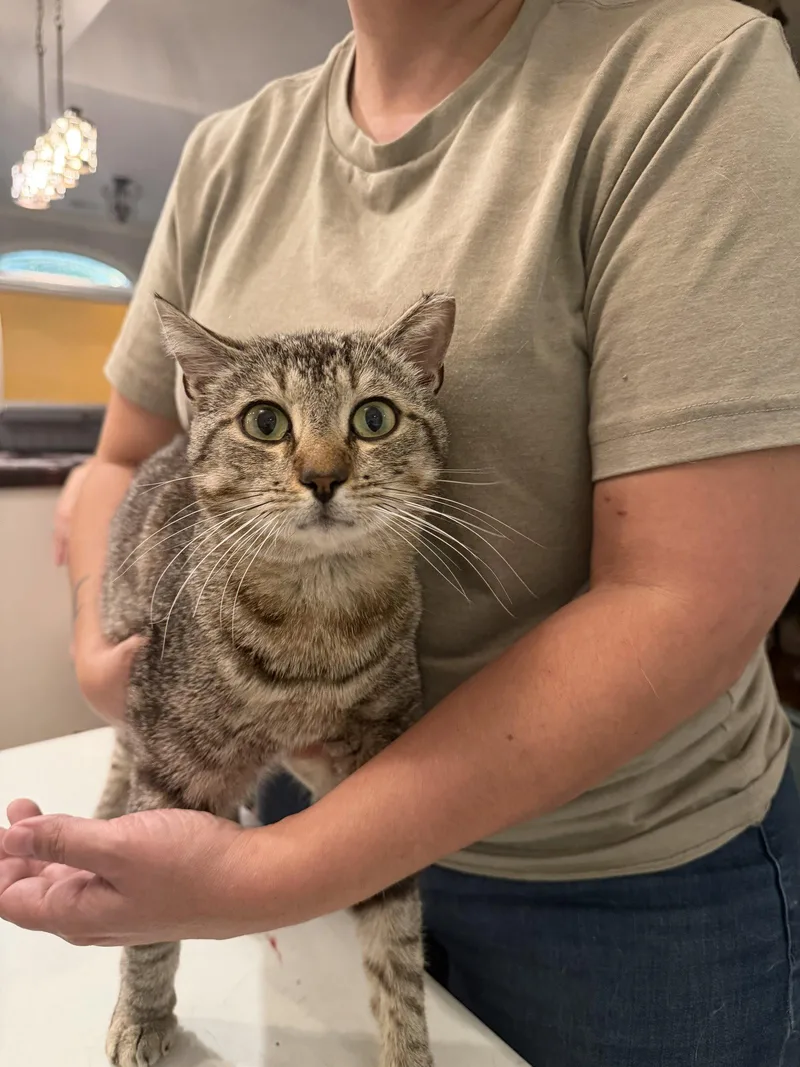 A young medium-sized male Domestic Short Hair cat named Prankster for adoption in Camden, SC