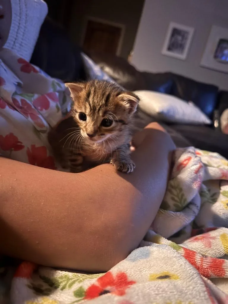 A baby small-sized female Domestic Short Hair cat named Roxy for adoption in Lewisville, TX