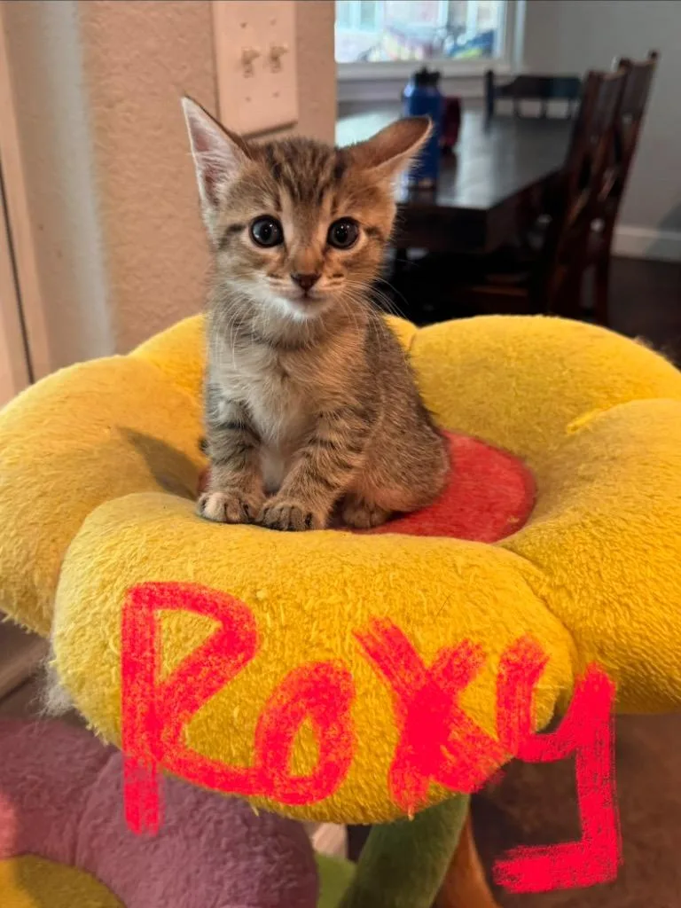 Roxy thumbnail 2