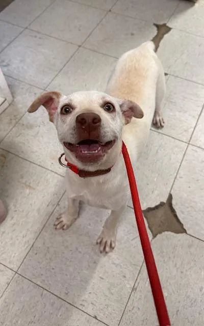 A baby small-sized female Mixed Breed dog named Gladysbentley for adoption in Covington, LA