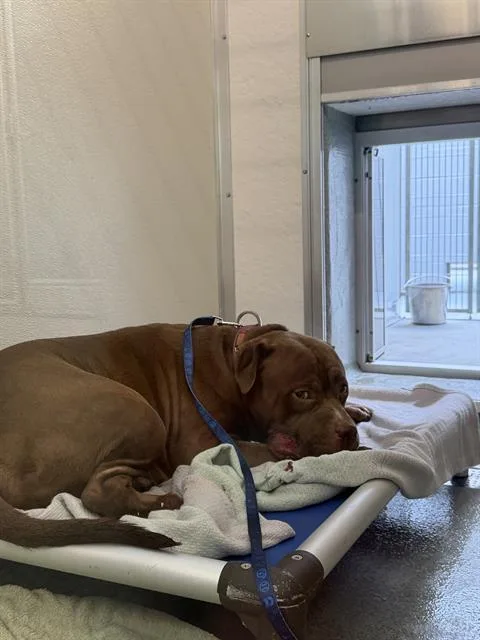 An adult large-sized male American Bulldog dog named Morty for adoption in Indianapolis, IN