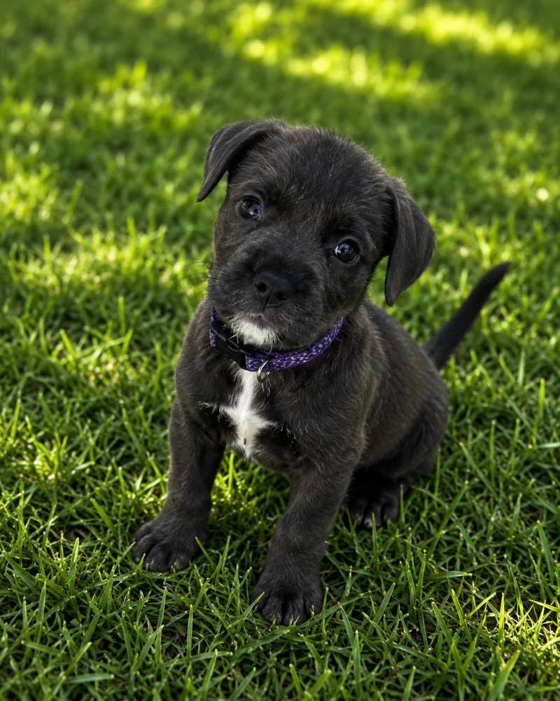 A baby medium-sized male Tricolor (Brown, Black, & White) Schnauzer dog named Wonder Lee for adoption in Mooresville, NC