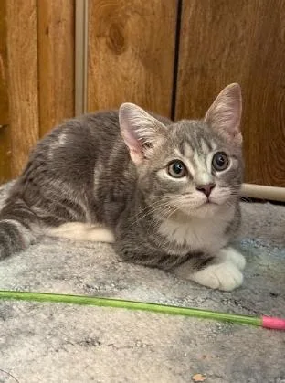 A baby medium-sized female Tabby (Gray / Blue / Silver) Domestic Short Hair cat named Peach for adoption in Everett, WA