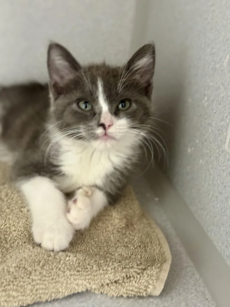 A baby medium-sized male Gray & White Domestic Short Hair cat named August for adoption in Red Bluff, CA