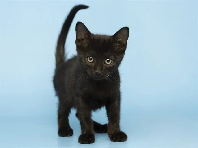 Paco
