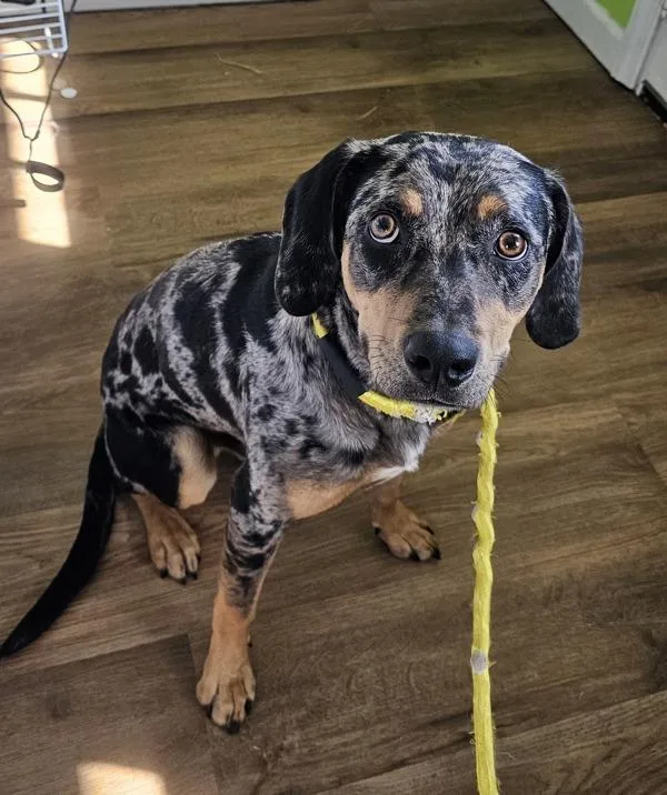 A young large-sized male Catahoula Leopard Dog dog named Riggs for adoption in Cleveland, TN
