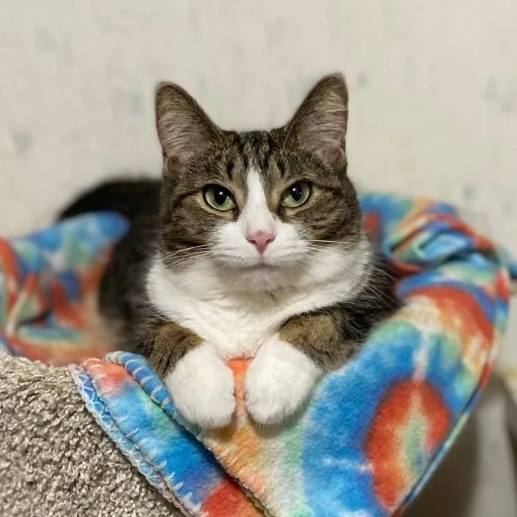 An adult small-sized female Brown / Chocolate Domestic Short Hair cat named Lark for adoption in Goshen, IN