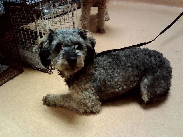 An adult small-sized female Terrier dog named Tiffy for adoption in Martinez, CA