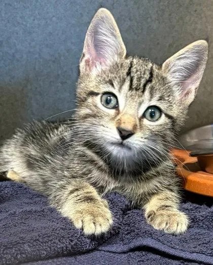 A baby small-sized male Domestic Short Hair cat named Spikes for adoption in Washington, DC