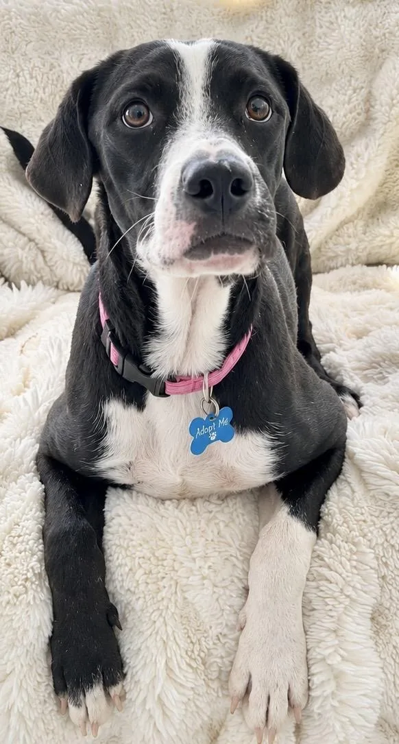 A baby medium-sized female Labrador Retriever dog named Monica for adoption in West Haven, CT