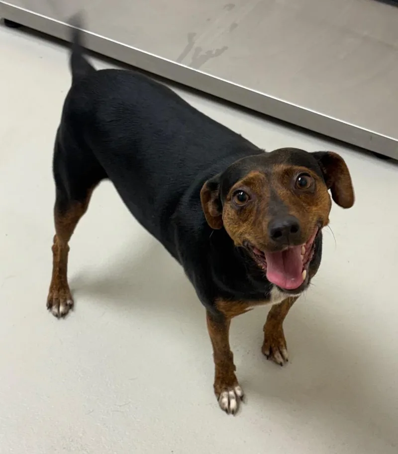 A young medium-sized female Australian Cattle Dog / Blue Heeler dog named Marge AC for adoption in Greeneville, TN