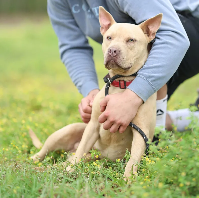 A young medium-sized male Apricot / Beige American Bully dog named Baxter for adoption in Lucedale, MS