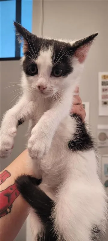 An adult small-sized male Domestic Short Hair cat named Marsh for adoption in West Chester, PA