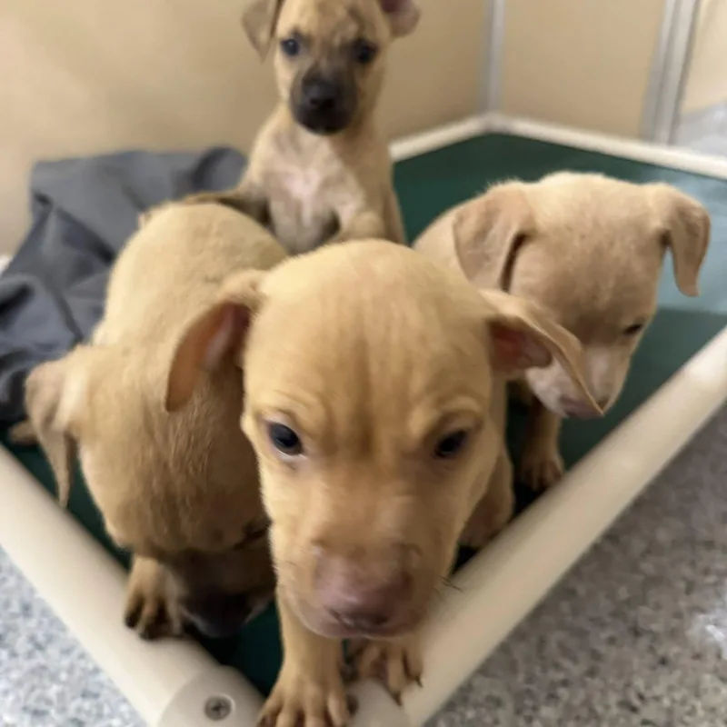 A baby medium-sized male Yellow / Tan / Blond / Fawn Mixed Breed dog named Blaze for adoption in St. Augustine, FL