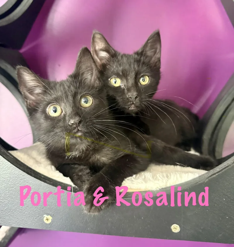 A baby medium-sized female Domestic Short Hair cat named Rosland & Portia for adoption in Frewsburg, NY