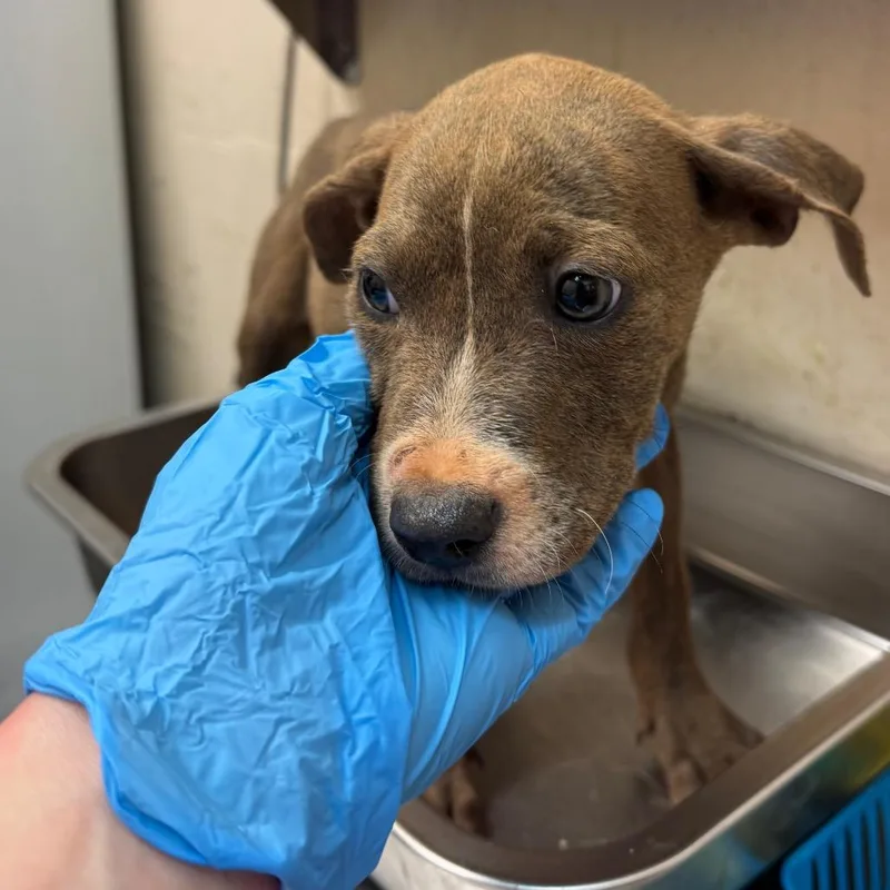 A baby small-sized male Pit Bull Terrier dog named Bernard for adoption in Birmingham, AL