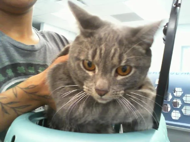 A young small-sized male Domestic Short Hair cat named Emiliano for adoption in Charlotte, NC