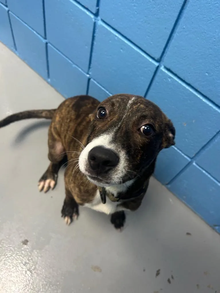 A baby medium-sized male Labrador Retriever dog named Ju Ju for adoption in Hartsville, SC