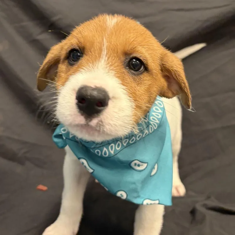 A baby medium-sized female Mixed Breed dog named Apple Cider for adoption in Novelty, OH
