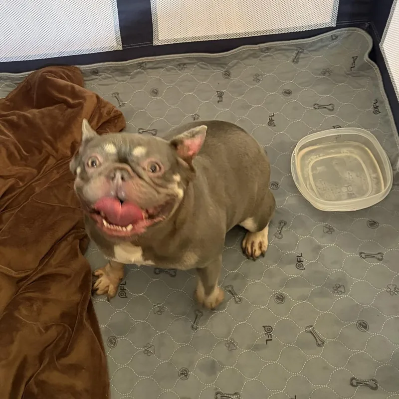 An adult medium-sized female Brown / Chocolate French Bulldog dog named Osiris D for adoption in Minneapolis, MN