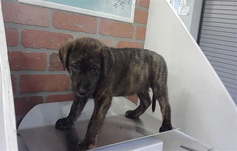 A baby small-sized male Labrador Retriever dog named Maximus for adoption in Houston, TX