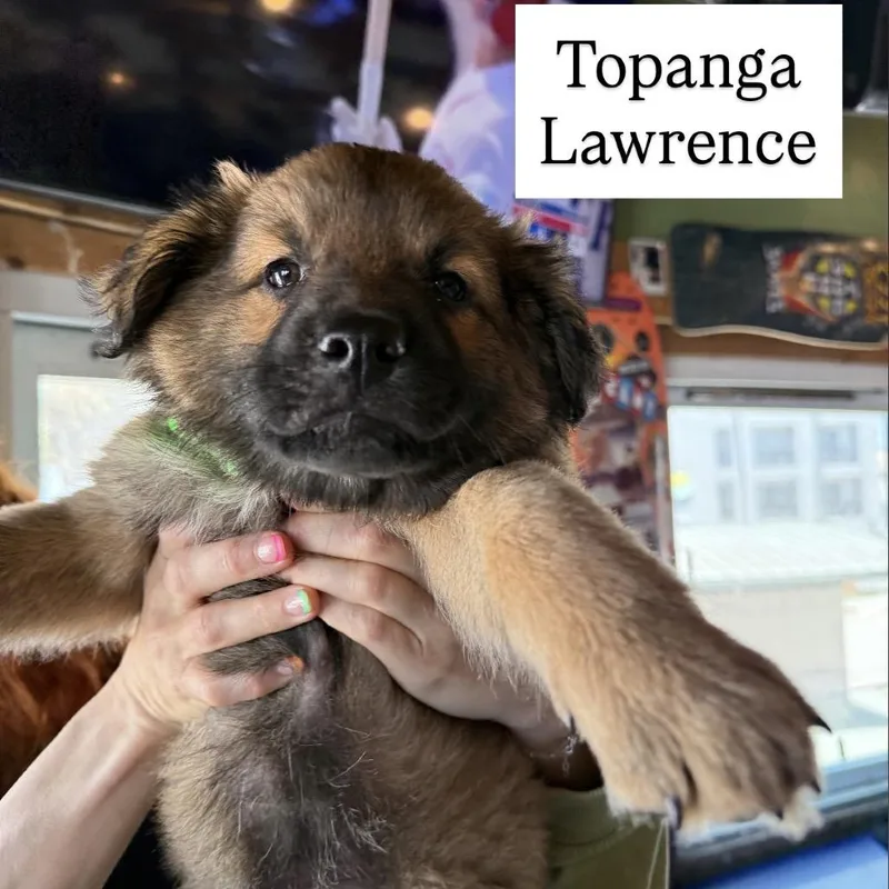 Topanga Lawrence