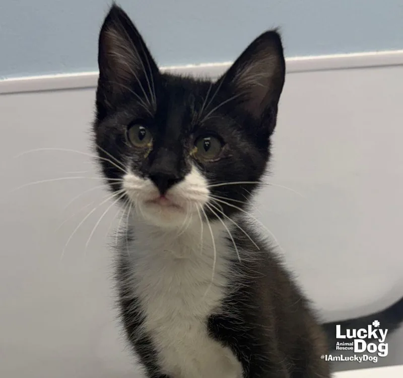 A baby medium-sized male Domestic Short Hair cat named Sidney for adoption in Washington, DC