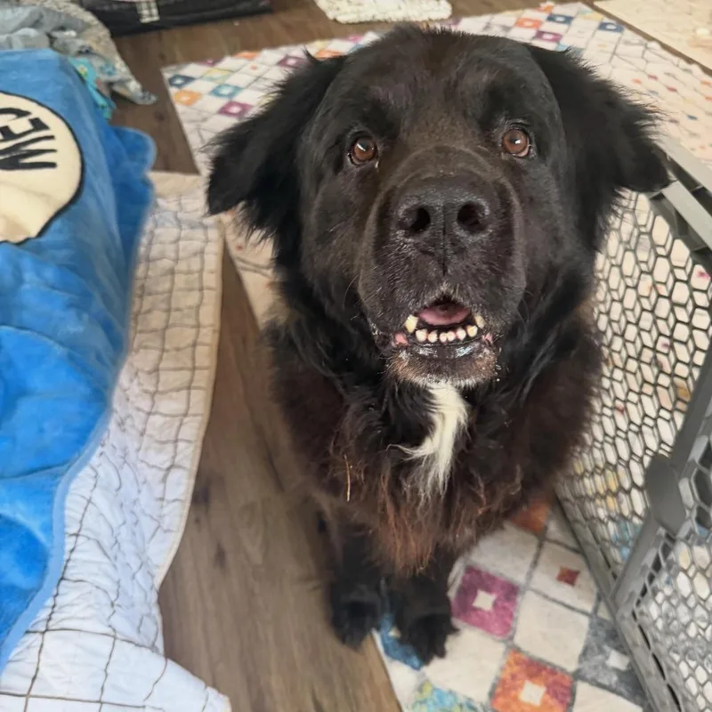 An adult large-sized male Black Newfoundland Dog dog named Sully for adoption in Dallas, TX