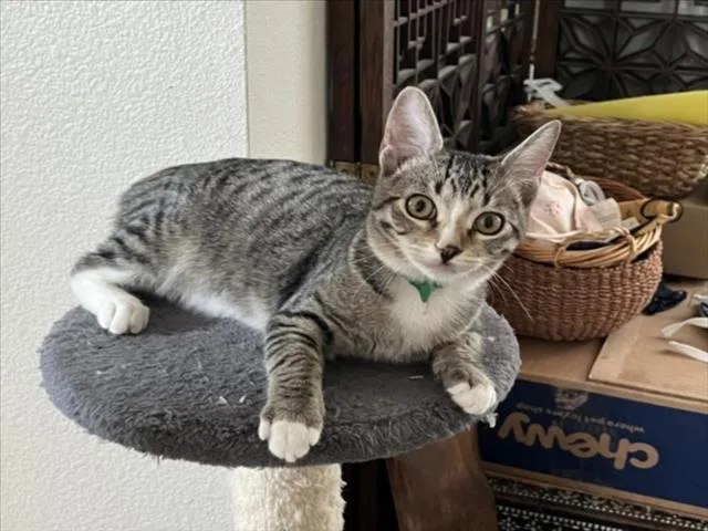 A baby small-sized female Gray / Blue / Silver Domestic Short Hair cat named Dewdrop for adoption in Woodland, CA
