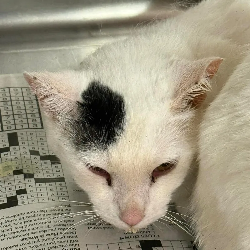 An adult medium-sized female White Domestic Short Hair cat named Cindy for adoption in Pauls Valley, OK
