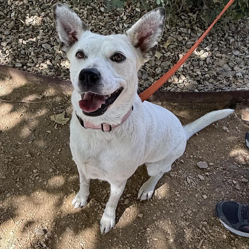 An adult medium-sized female White / Cream Cattle Dog dog named Cremia for adoption in Albuquerque, NM