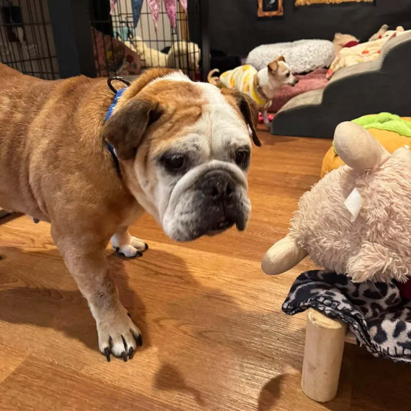 A senior medium-sized female American Bulldog dog named Ms Ham for adoption in Rockville, MD