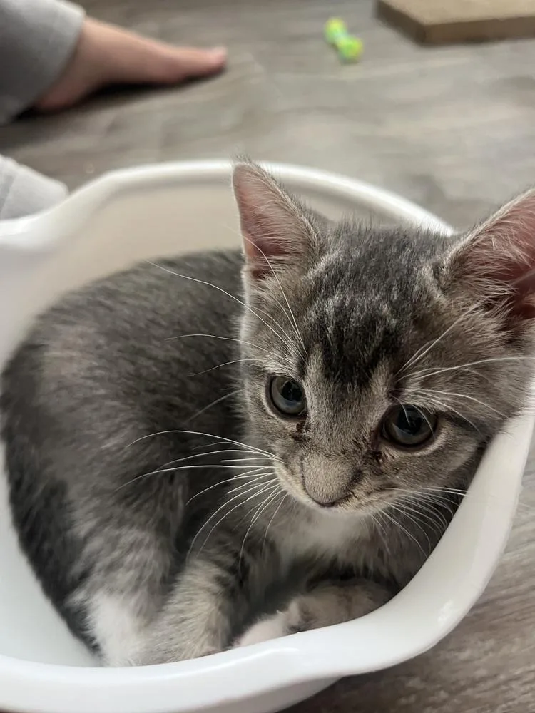 Stella