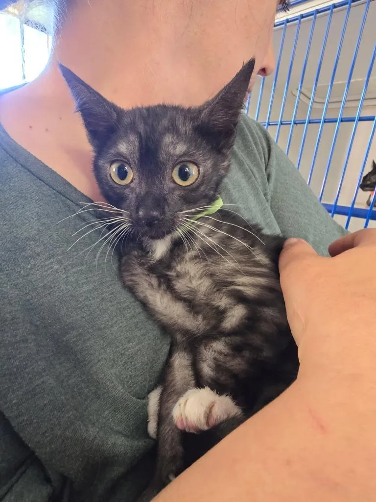 A baby small-sized female Domestic Short Hair cat named Cleo Aka Amber for adoption in Coachella, CA