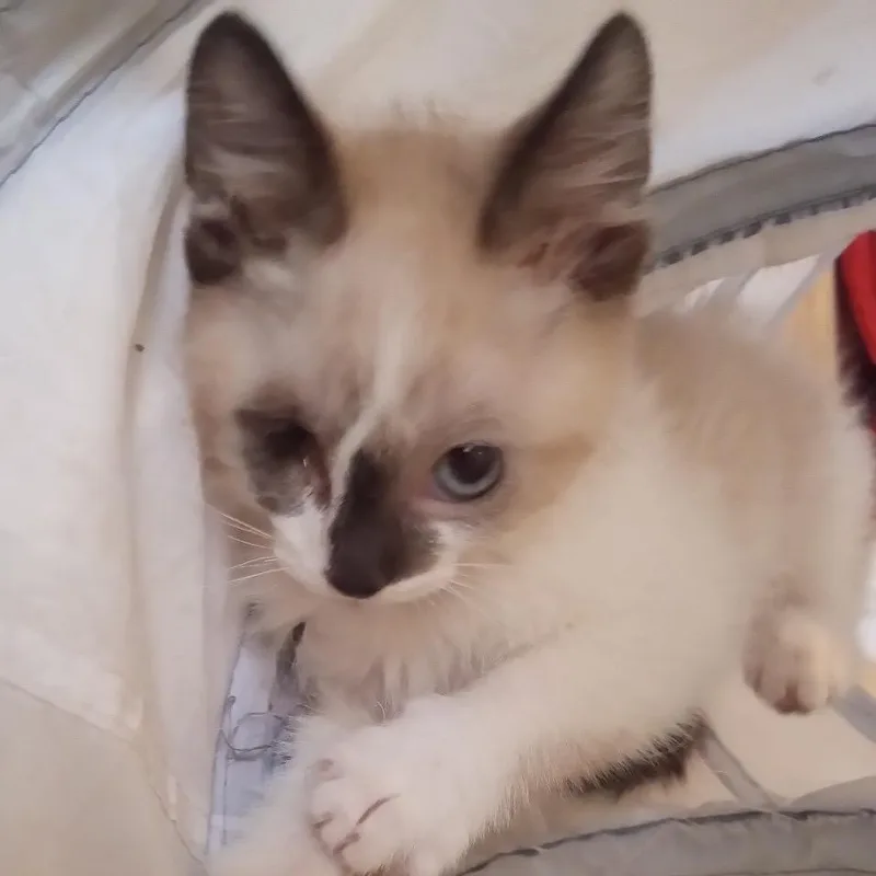 A young medium-sized female Buff / Tan / Fawn Domestic Long Hair cat named Hope for adoption in Crookston, MN