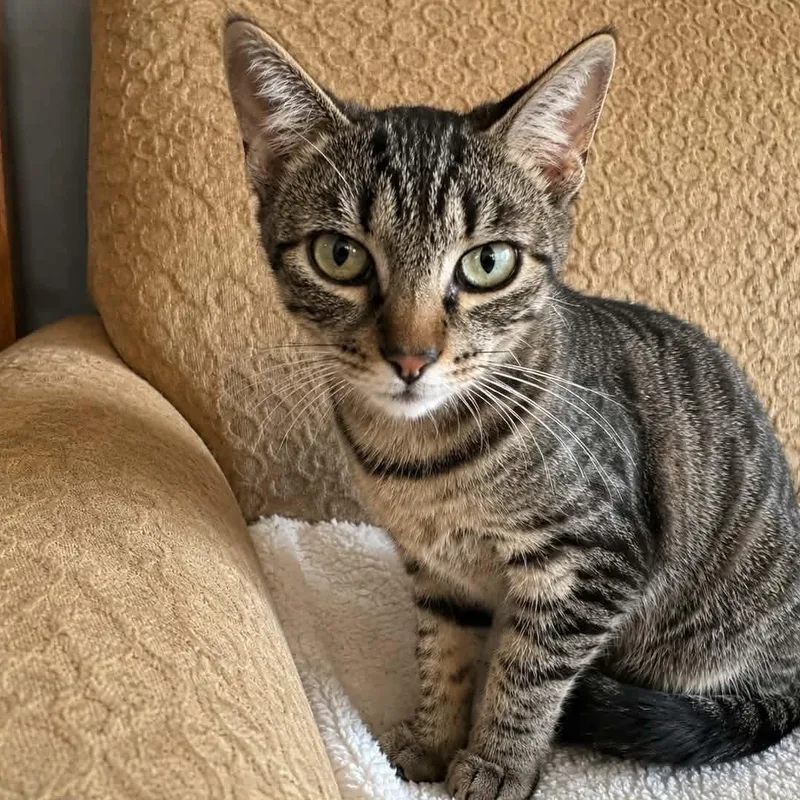 A young medium-sized female Tabby (Brown / Chocolate) Domestic Short Hair cat named Indy for adoption in Gladstone, OR