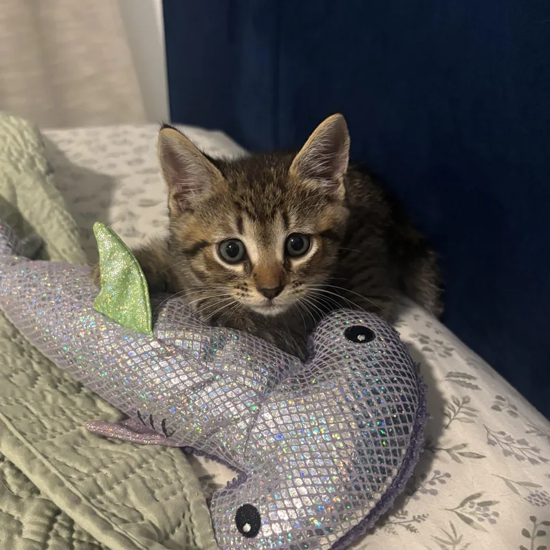 A baby medium-sized male Domestic Short Hair cat named Sharkboy for adoption in EWA BEACH, HI