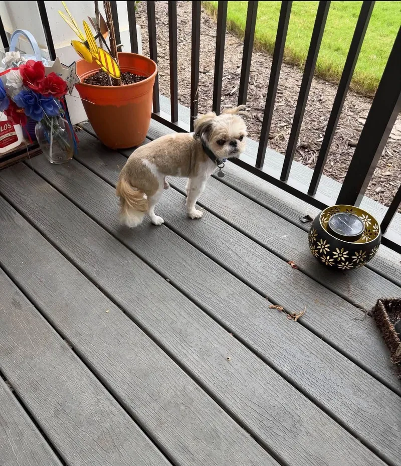 A senior small-sized male Shih Tzu dog named Bentley for adoption in Hillsborough, NC
