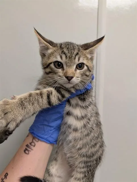 A baby small-sized male Domestic Short Hair cat named Moon for adoption in Ontario, CA