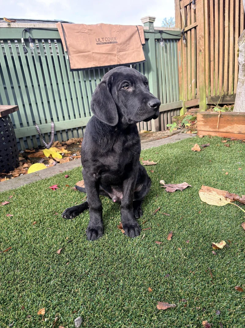 A baby large-sized male Labrador Retriever dog named Harry for adoption in Bothell, WA