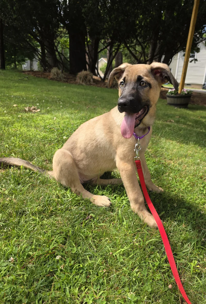 A baby medium-sized female Shepherd dog named Thelma for adoption in Wayne, NJ
