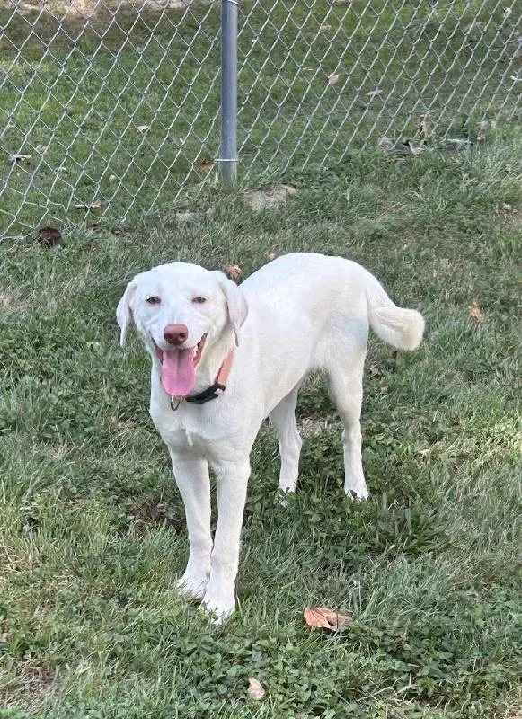 A baby medium-sized female White / Cream Labrador Retriever dog named Peaches for adoption in Scottsburg, IN