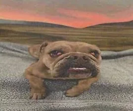 A young medium-sized female American Bulldog dog named Peanut for adoption in Pahrump, NV