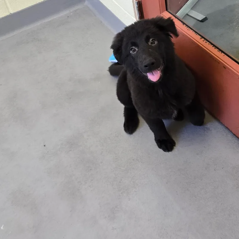 A young large-sized female Black Labrador Retriever dog named Neva for adoption in Glasgow, KY