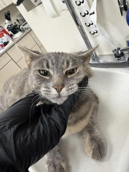 An adult large-sized female Domestic Short Hair cat named Mor for adoption in Westland, MI
