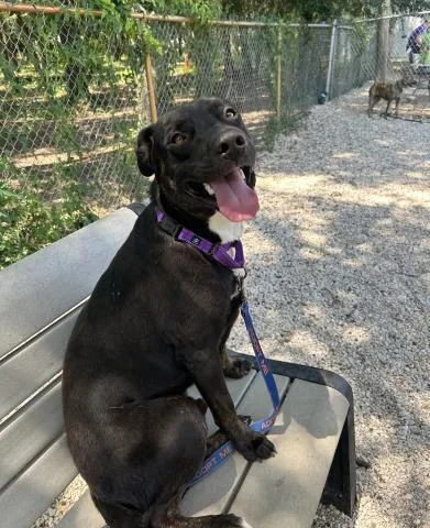 A young medium-sized male Mixed Breed dog named Franklin for adoption in Pensacola, FL
