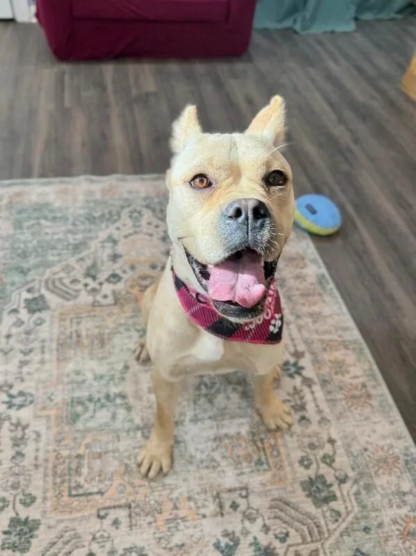 Piper Squishy Lovebug