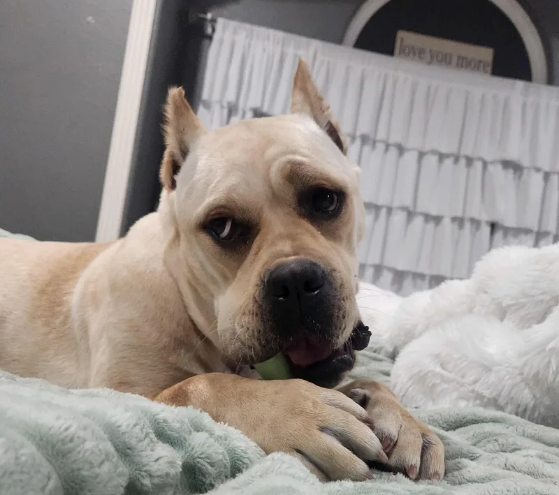 Piper Squishy Lovebug thumbnail 3