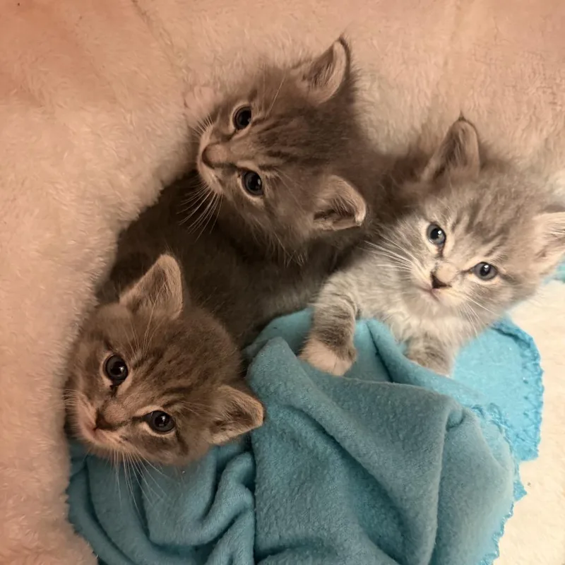 A baby small-sized male Gray / Blue / Silver Domestic Short Hair cat named Apollo for adoption in Escondido, CA