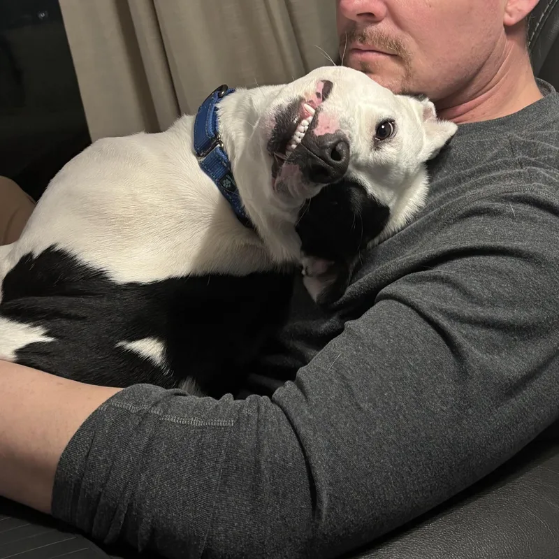 A young medium-sized male White / Cream American Bulldog dog named Arlo for adoption in Spring Hill, TN